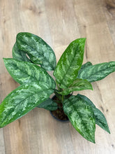 Kép betöltése a galériamegjelenítőbe: Aglaonema "Painted princess" - Rákvirág - Chinese Evergreen
