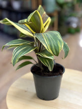 Kép betöltése a galériamegjelenítőbe: Cordyline fruticosa "Chocolate Queen"- Hawaiian ti plant - Tropical Home 
