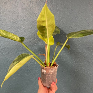 Philodendron "Green congo" hibrid 4. - Saját szaporítás/nevelés