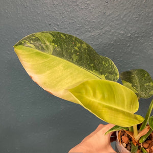 Philodendron "Green congo" hibrid 4. - Saját szaporítás/nevelés