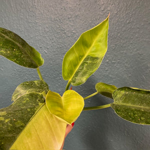 Philodendron "Green congo" hibrid 4. - Saját szaporítás/nevelés