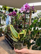 Kép betöltése a galériamegjelenítőbe: Phalaenopsis Chia E Yenlin variegata

