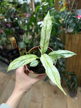 Kép betöltése a galériamegjelenítőbe: Spathiphyllum 'Sensation' variegated - Vitorlavirág tarka - Peace lily - Tropical Home 
