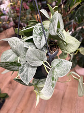 Kép betöltése a galériamegjelenítőbe: Scindapsus pictus "Silvery ann" - Ezüstös szobafutóka - akasztós cserépben - Tropical Home 
