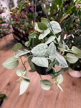 Kép betöltése a galériamegjelenítőbe: Scindapsus pictus "Silvery ann" - Ezüstös szobafutóka - akasztós cserépben - Tropical Home 
