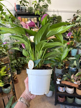 Kép betöltése a galériamegjelenítőbe: Anthurium andreanum "Zizou" 12cm
