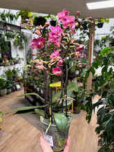 Kép betöltése a galériamegjelenítőbe: Phalaenopsis "Aromio" - Illatos, foltos levelű lepkeorchidea - Tropical Home 

