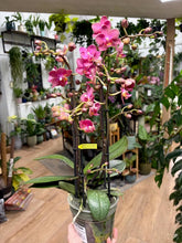 Kép betöltése a galériamegjelenítőbe: Phalaenopsis "Aromio" - Illatos, foltos levelű lepkeorchidea - Tropical Home 
