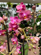 Kép betöltése a galériamegjelenítőbe: Phalaenopsis "Aromio" - Illatos, foltos levelű lepkeorchidea - Tropical Home 
