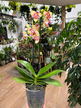 Kép betöltése a galériamegjelenítőbe: Phalaenopsis I-Hsin Venus peloric - Tropical Home 
