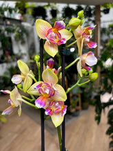 Kép betöltése a galériamegjelenítőbe: Phalaenopsis I-Hsin Venus peloric - Tropical Home 
