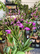 Kép betöltése a galériamegjelenítőbe: Dendrobium "Berry oda"
