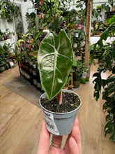 Kép betöltése a galériamegjelenítőbe: Alocasia longiloba "Purple vein" - Tropical Home 
