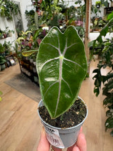 Kép betöltése a galériamegjelenítőbe: Alocasia longiloba "Purple vein" - Tropical Home 
