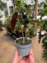 Kép betöltése a galériamegjelenítőbe: Alocasia longiloba "Purple vein" - Tropical Home 
