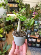 Kép betöltése a galériamegjelenítőbe: Adenium obesum  -  Sivatagi rózsa - Desert rose
