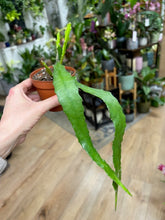 Kép betöltése a galériamegjelenítőbe: Epiphyllum"Dietmar Paetz"
