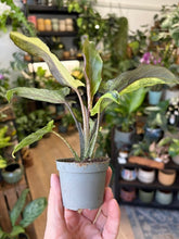 Kép betöltése a galériamegjelenítőbe: Alocasia lauterbachiana variegata 6cm

