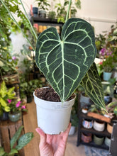 Kép betöltése a galériamegjelenítőbe: Anthurium clarinervium 12cm

