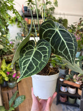 Kép betöltése a galériamegjelenítőbe: Anthurium clarinervium 12cm
