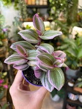 Kép betöltése a galériamegjelenítőbe: Tradescantia albiflora "Nanouk" - Pletyka "Nanouk" - Inch plant

