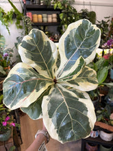 Kép betöltése a galériamegjelenítőbe: Ficus lyrata variegata - Lantlevelű fikusz -Fiddle leaf fig
