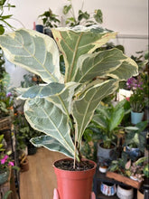 Kép betöltése a galériamegjelenítőbe: Ficus lyrata variegata - Lantlevelű fikusz -Fiddle leaf fig
