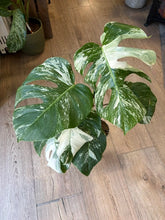 Kép betöltése a galériamegjelenítőbe: Monstera deliciosa albo variegata 12cm
