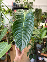 Kép betöltése a galériamegjelenítőbe: Anthurium veitchii 12cm
