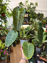 Kép betöltése a galériamegjelenítőbe: Anthurium veitchii 12cm
