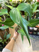 Kép betöltése a galériamegjelenítőbe: Monstera burle-marx "Flame" 12cm
