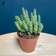 Kép betöltése a galériamegjelenítőbe: Stapelia (Orbea) variegata - Tarka dögvirág - Tropical Home 
