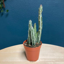 Kép betöltése a galériamegjelenítőbe: Senecio stapeliaeformis - Pickle plant - Tropical Home 
