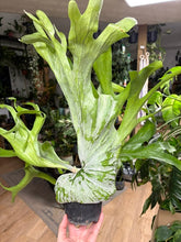 Kép betöltése a galériamegjelenítőbe: Platycerium superbum 12cm - Szarvasagancs páfrány - Giant Staghorn fern
