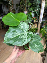 Kép betöltése a galériamegjelenítőbe: Monstera deliciosa "Bulbasaur" 12cm
