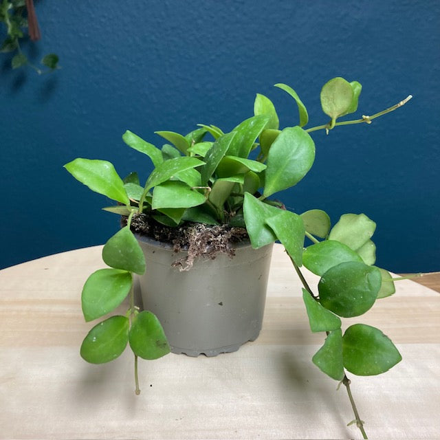 Hoya heuschkeliana - Tropical Home 