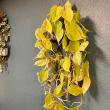 Kép betöltése a galériamegjelenítőbe: Philodendron lemon lime - Szívlevelű filodendron lemon lime - Tropical Home 
