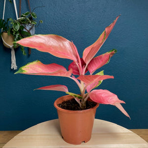 Aglaonema "Flamingo" - Rákvirág - Chinese Evergreen - Tropical Home 