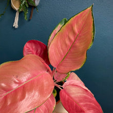 Kép betöltése a galériamegjelenítőbe: Aglaonema &quot;Flamingo&quot; - Rákvirág - Chinese Evergreen - Tropical Home 
