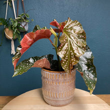 Kép betöltése a galériamegjelenítőbe: Begonia cracklin rosie - Tropical Home 

