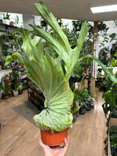 Kép betöltése a galériamegjelenítőbe: Platycerium superbum 14cm - Szarvasagancs páfrány - Giant Staghorn fern
