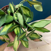 Kép betöltése a galériamegjelenítőbe: Hoya DS-70 variegata - Tropical Home 

