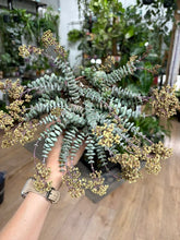 Kép betöltése a galériamegjelenítőbe: Crassula marnieriana "Hottentot" 11cm - Jade Necklace
