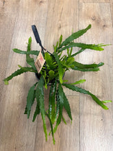 Kép betöltése a galériamegjelenítőbe: Epiphyllum"Dietmar Paetz" - akasztós cserépben
