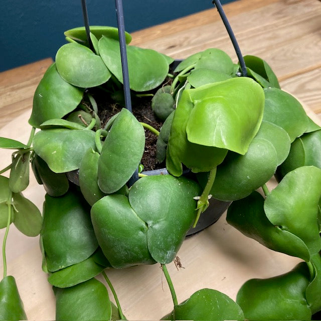Dischidia platyphylla - Tropical Home 