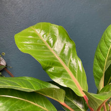 Kép betöltése a galériamegjelenítőbe: Anthurium plowmanii - Tropical Home 
