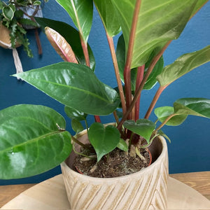 Anthurium plowmanii - Tropical Home 