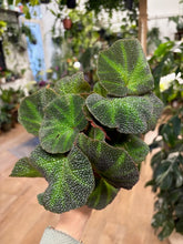Kép betöltése a galériamegjelenítőbe: Begonia soli mutata

