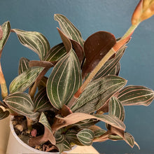 Kép betöltése a galériamegjelenítőbe: Ludisia discolor - Ékszerorchidea - Jewel orchid - Tropical Home 
