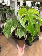 Kép betöltése a galériamegjelenítőbe: Monstera deliciosa "Mint" 11cm
